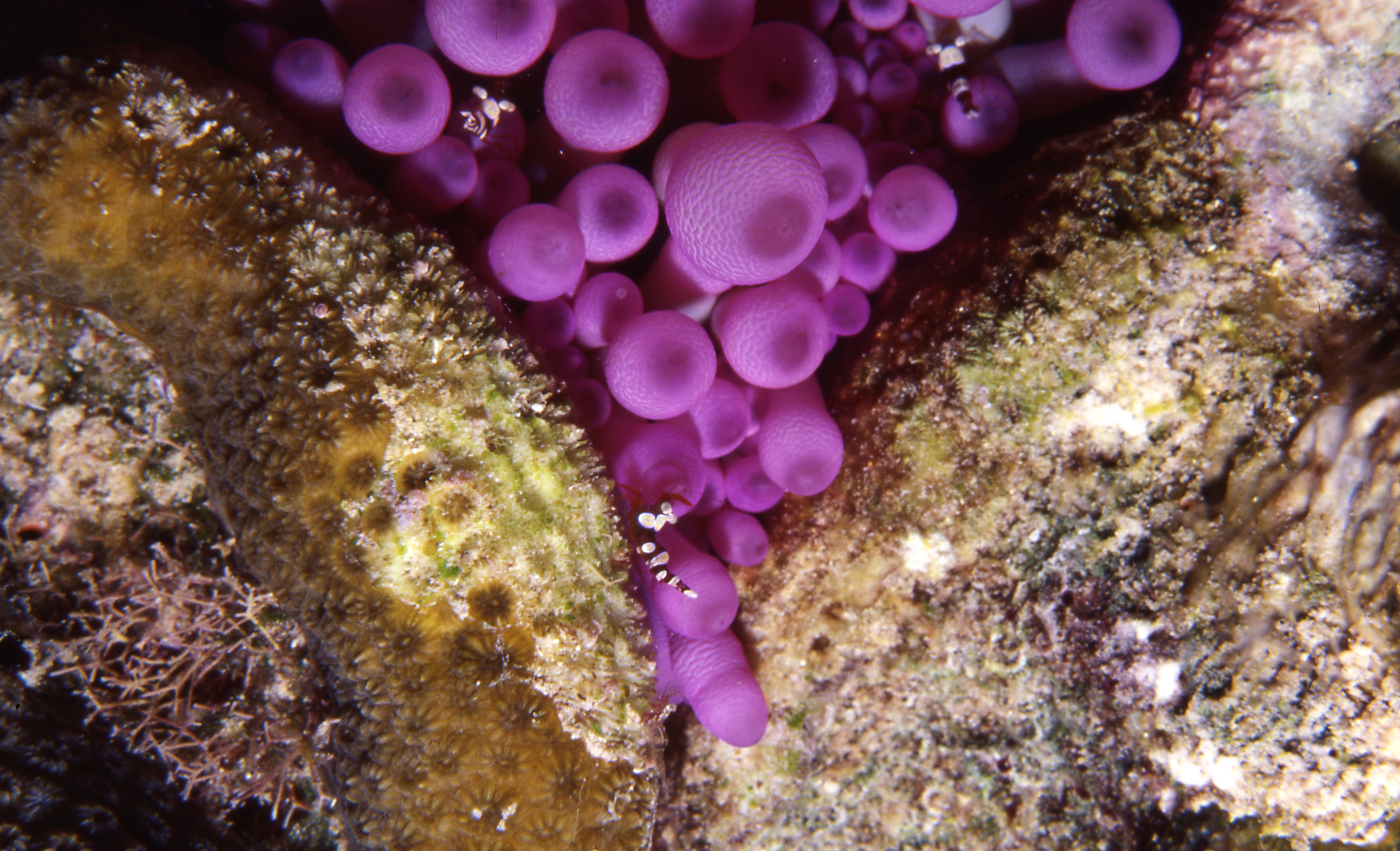 Bonaire 94   Purple Anemone Crotch